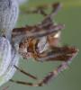 Araneus diadematus